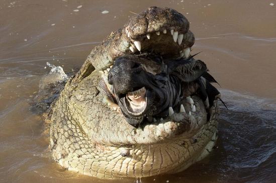 毛骨悚然！巨型鳄鱼吞下整只成年斑马，仅遗留斑马头在口中