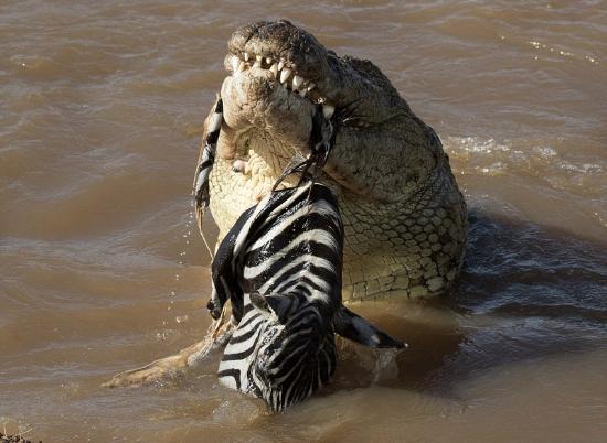 毛骨悚然！巨型鳄鱼吞下整只成年斑马，仅遗留斑马头在口中