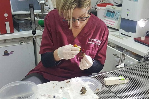 一女子踩碎蜗牛外壳 以色列兽医妙手做修补手术