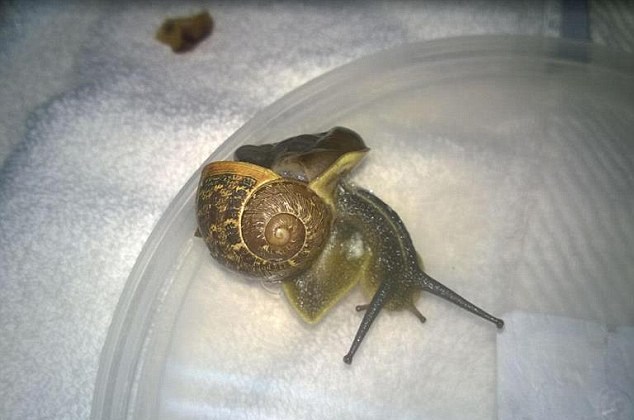 一女子踩碎蜗牛外壳 以色列兽医妙手做修补手术
