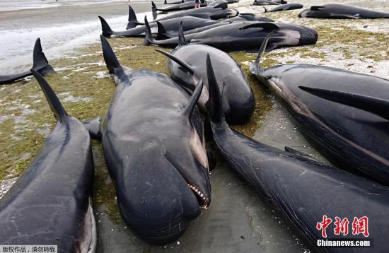 逾600头新西兰鲸鱼搁浅 志愿者援助已有约300头脱险