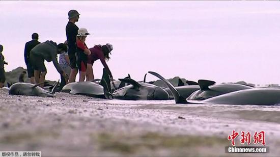 逾600头新西兰鲸鱼搁浅 志愿者援助已有约300头脱险