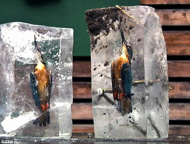 奇异的美景 德两只翠鸟被冻在河中完美冰封(图)