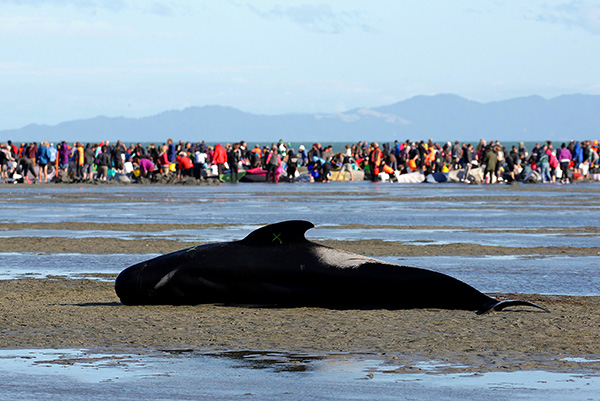 新西兰南岛费尔韦尔沙咀海滩搁浅的鲸鱼尸体