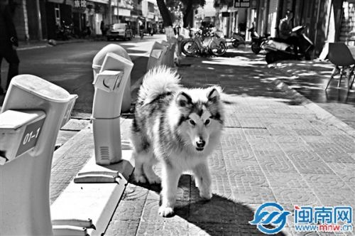 大型犬拴小黄人柱上 泉州市民不敢上前停车