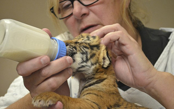 遭母亲遗弃马来亚虎幼崽受到美国动物园精心照料