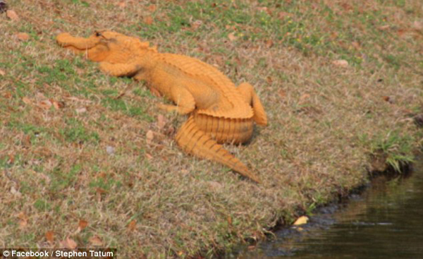 美国惊现亮橙色短吻鳄 被网友戏称“特朗普鳄”