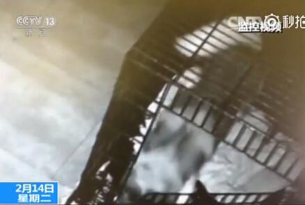 江苏哈士奇成功越狱 还帮宠物店的两名同伴打开笼门（视频）