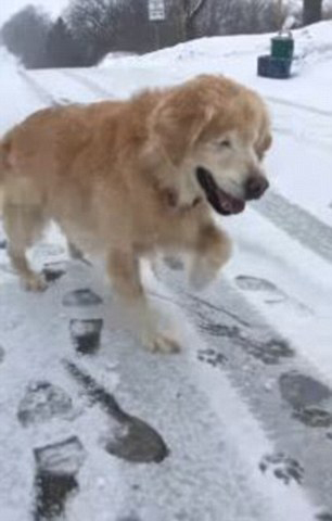 暖心！加拿大盲犬雪地行走雀跃 融化了网友们心