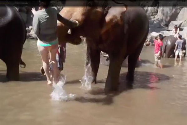 美国女游客泰国摸象鼻 被暴脾气大象甩至半空