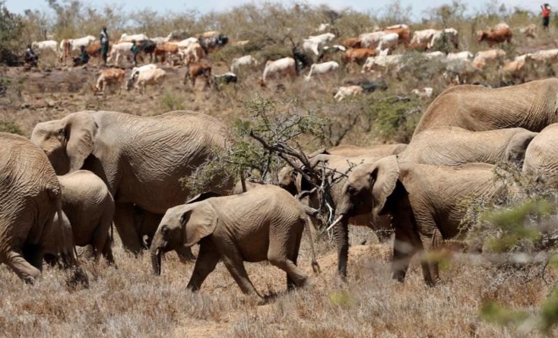 旱季肯尼亚牧民残忍杀大象 仅为争夺水源活下去