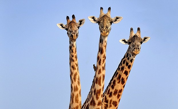 巧妙！摄影师在赞比亚公园拍到“三头”长颈鹿