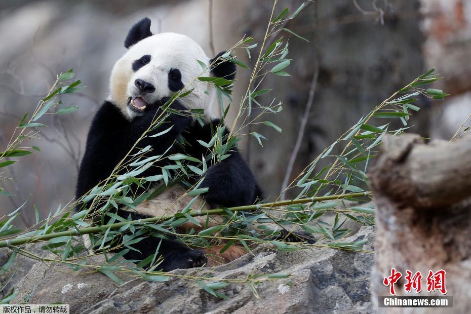 离家17年 旅美大熊猫“宝宝”即将回国