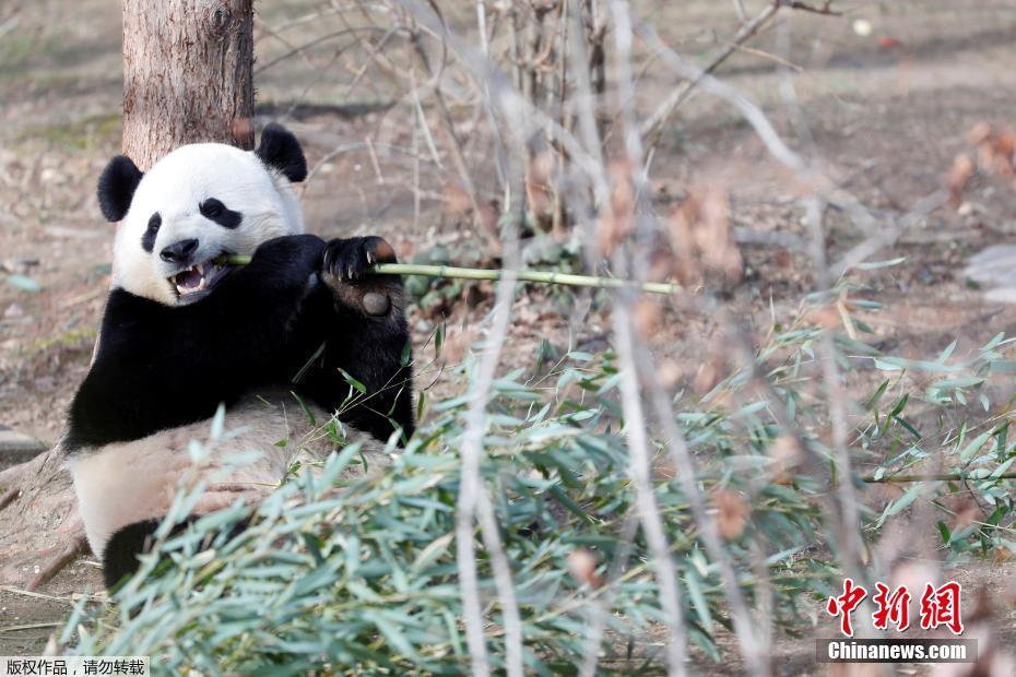离家17年 旅美大熊猫“宝宝”即将回国