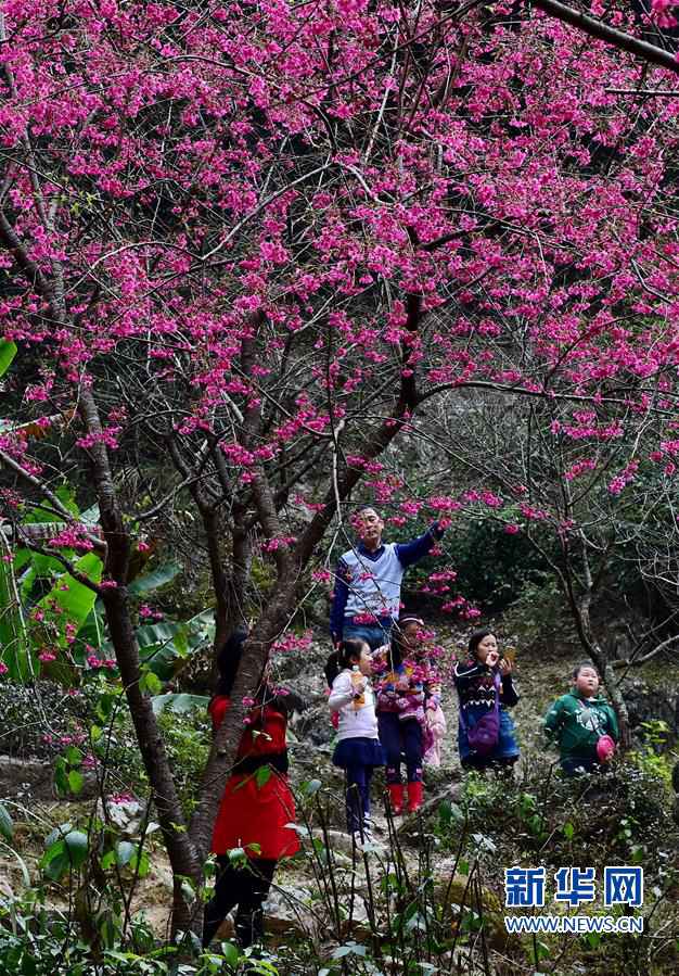 福州森林公园樱花盛开 众多市民出游踏青赏花