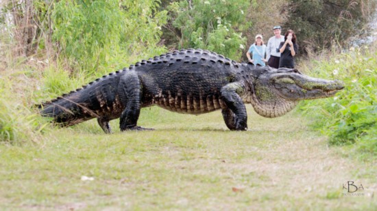 野外踏青遇到庞然大物疑似史前动物 原来是条巨大的鳄鱼