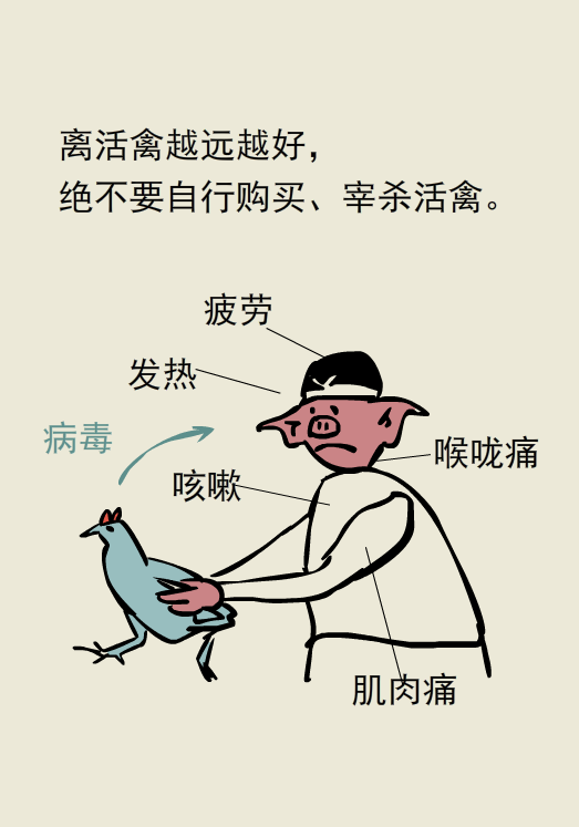禽流感H7N9来袭，你知道如何预防吗？