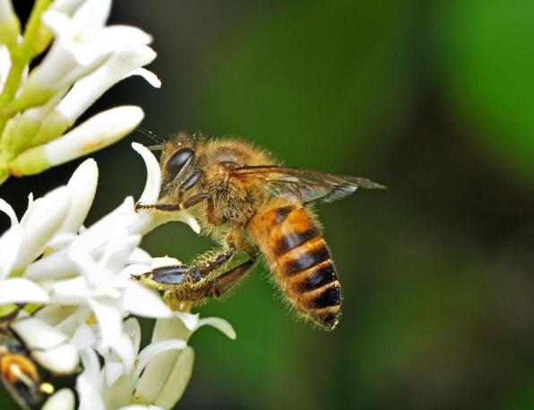 英国科学家发现，两只蜜蜂飞行途中如果撞到彼此，也会发出“哇”的声音。