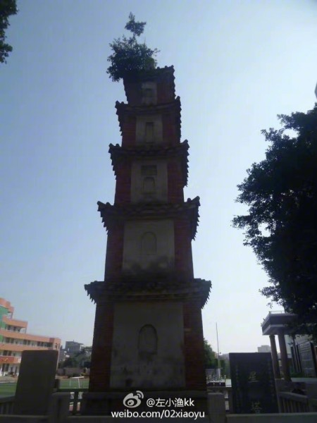 388年古塔上长树名叫“鸟屎榕” 鸟屎榕是什么树？或危及塔安全