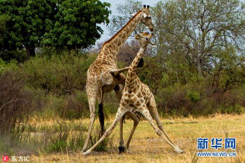 长颈鹿使出无影脚只为争支配权 长颈鹿打架是什么样的