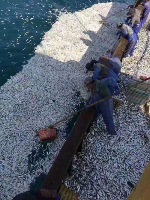 9000公斤鱼被捡着 鱼群突然浮出水面什么原因？或与水流有关