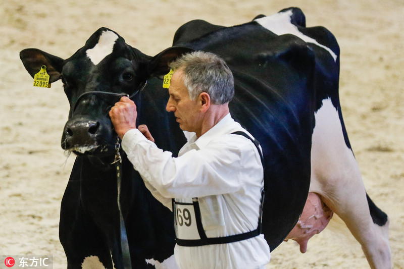 当地时间2017年2月23日，德国Verden，当地举办第44届“奶牛小姐”选美大赛，约200头来自德国北部和邻近国家的奶牛参加。Carmen Jaspersen/东方IC