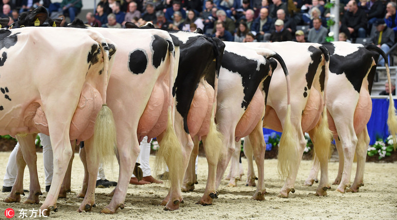 当地时间2017年2月23日，德国Verden，当地举办第44届“奶牛小姐”选美大赛，约200头来自德国北部和邻近国家的奶牛参加。Carmen Jaspersen/东方IC