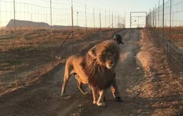 南非傲娇雄狮每日堵路中间求管理员拥抱 不抱不走