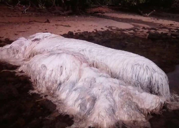 菲律宾地震后，海边出现的白色巨毛怪尸图片曝光！是什么动物？