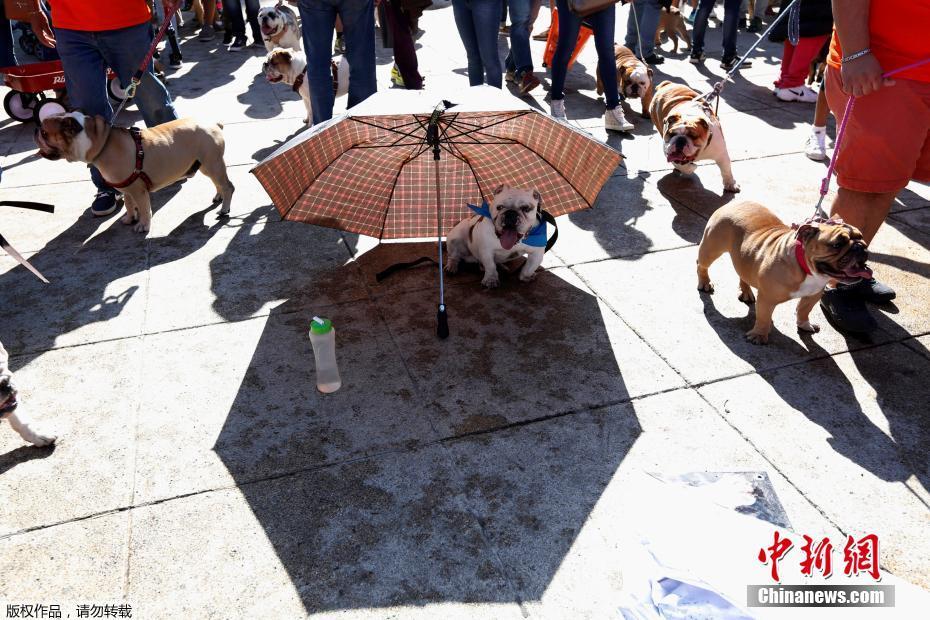 墨西哥950只斗牛犬聚会 或创造吉尼斯世界纪录