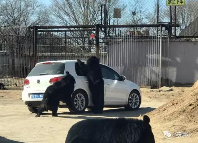 一只黑熊趴在车窗上。