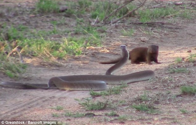 不可思议！南非小侏獴勇斗黑曼巴蛇守护小家