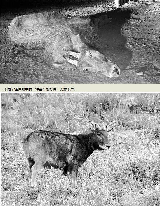 神兽踩空掉千岛湖 鬣羚是什么动物？被人称为“四不像”