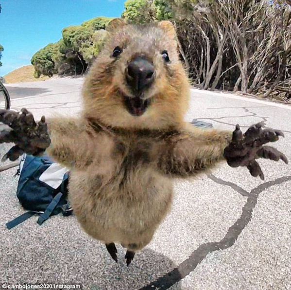 【环球网综合报道】据英国《每日邮报》2月26日报道，近日，来自澳大利亚西澳洲Landsdale地区的坎贝尔· 琼斯(Campbell Jones)抓拍了一张短尾矮袋鼠的可爱近照。照片上，这只小家伙奋力跃起，嘴角绽开大大的笑容，张开双臂对着镜头，仿佛在说：“请给我一个拥抱!”