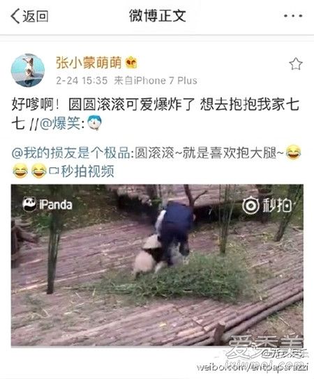 王思聪认养的熊猫为什么取名萌七？是在跟张小蒙示爱吗？