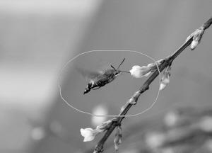 昆虫四不像现邯郸 长相奇特有喙管触角翅膀有纵纹