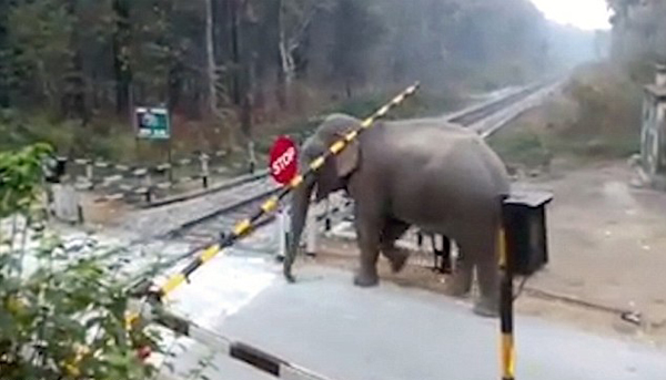 调皮大象用象鼻提起道口栏杆 大摇大摆走过铁轨