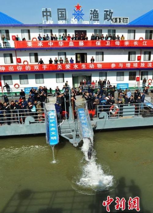 武汉投放中华鲟现场图 中华鲟被誉为“水中大熊猫”