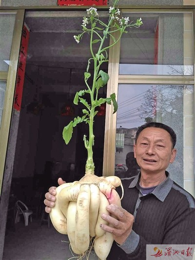 莆田一村民菜地里挖出“连体”大萝卜 重5公斤