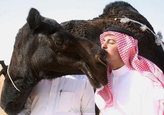 沙特举办骆驼选美大赛 获胜者奖金达2.1亿人民币