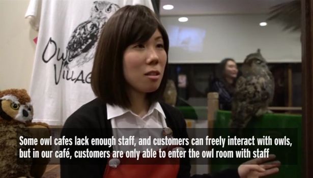 为吸引顾客 日本一咖啡厅在室内养了8只猫头鹰 