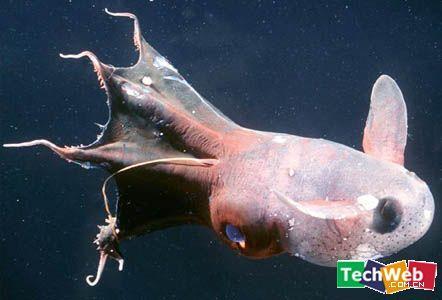 俄渔民捕怪异长翅深海鱼 盘点十大可怕的深海鱼类！（2）