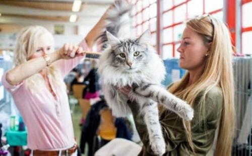 瑞士举行国际猫展萌化人心 世界上最贵的喵星人是哪种猫