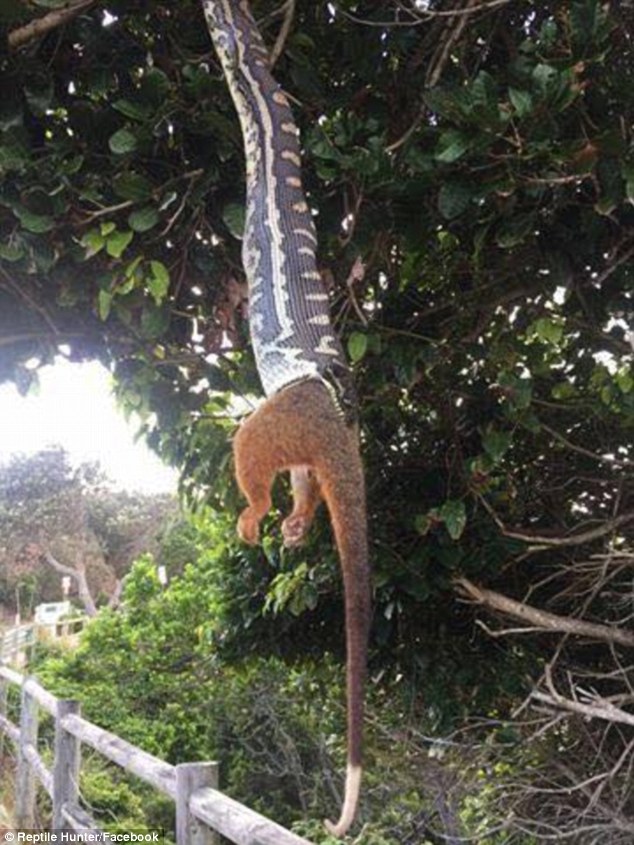 澳大利亚巨蟒倒挂枝头 生吞一只大负鼠惊呆路人