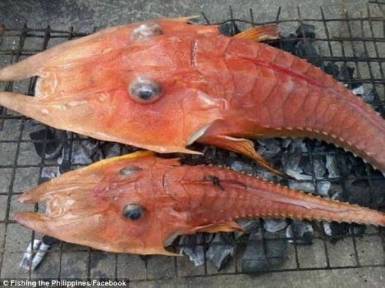 神秘生物吓呆渔民 装甲鲂是什么？神似鱼和虾的结合体