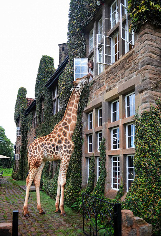 温馨！肯尼亚游客站在二楼窗边喂食野生长颈鹿 