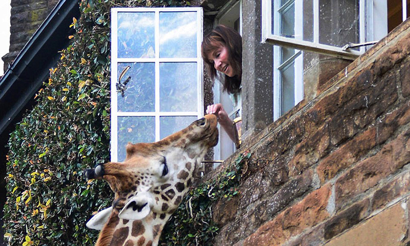 温馨！肯尼亚游客站在二楼窗边喂食野生长颈鹿 