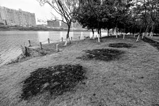 武荣公园草坪上7块“伤疤”很碍眼 原来是燃烧逝者遗物所致
