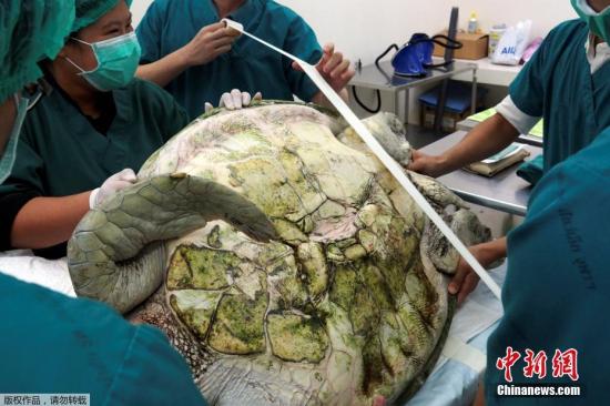 当地时间2017年3月6日，泰国曼谷，泰国朱拉隆功大学为海龟Omsin手术取出硬币。据悉，一只痛苦的海龟误吞了废弃池塘中许愿硬币，结果导致严重健康问题。