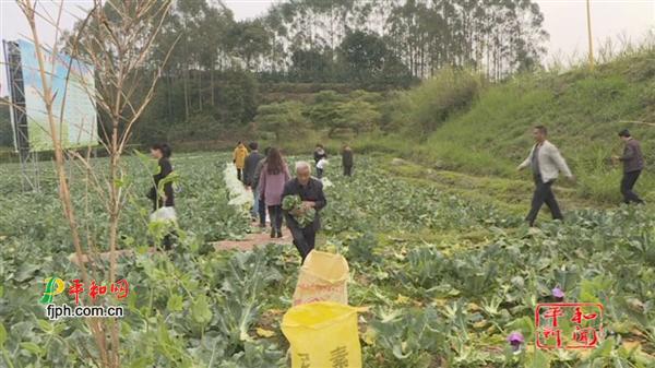平和县五寨：贫困户蔬菜难卖 干部来帮买